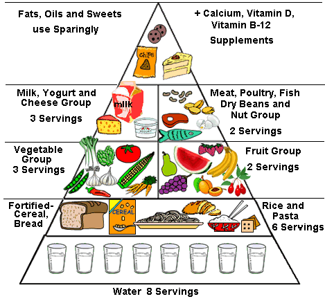 πυραμιδα τροφων